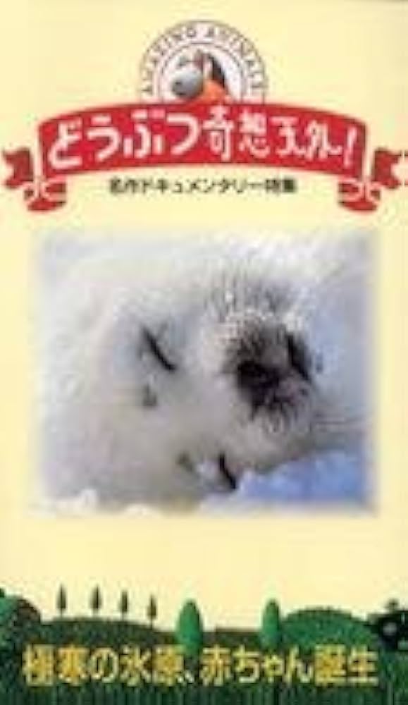 極寒の氷原、赤ちゃん誕生 動物奇想天外 タテゴトアザラシ